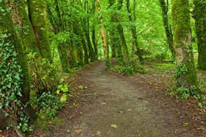 stockvault-killarney-park-forest-trail---hdr135436
